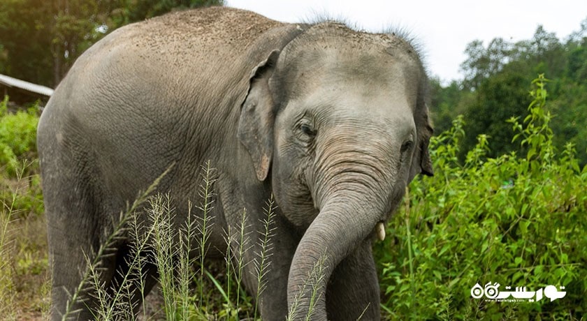 پناهگاه جنگل فیل -  شهر کو سامویی