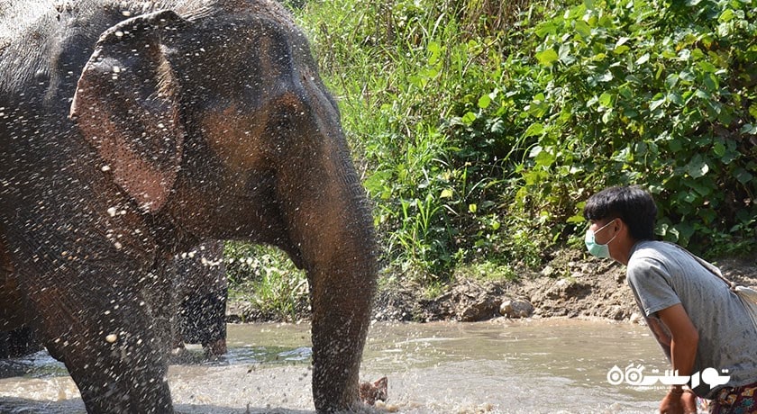 پناهگاه جنگل فیل -  شهر کو سامویی