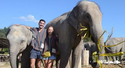  پناهگاه جنگل فیل شهر تایلند کشور کو سامویی