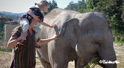  پناهگاه جنگل فیل شهر تایلند کشور کو سامویی