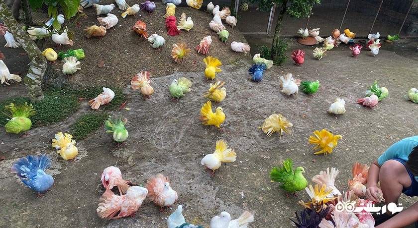  مزرعه پارادایس پارک شهر تایلند کشور کو سامویی