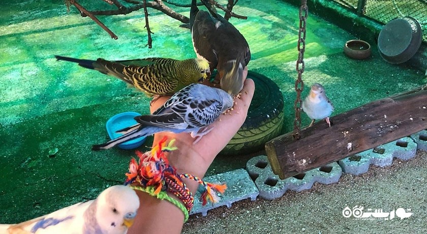  مزرعه پارادایس پارک شهر تایلند کشور کو سامویی