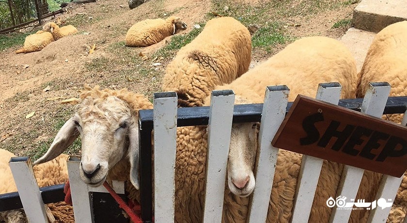  مزرعه پارادایس پارک شهر تایلند کشور کو سامویی