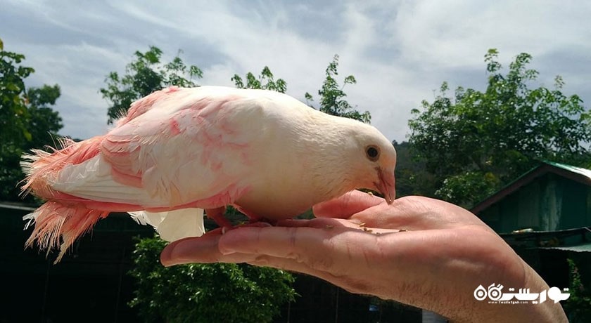  مزرعه پارادایس پارک شهر تایلند کشور کو سامویی