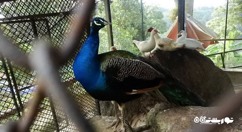  مزرعه پارادایس پارک شهر تایلند کشور کو سامویی