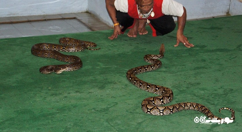  مزرعه مار سامویی شهر تایلند کشور کو سامویی