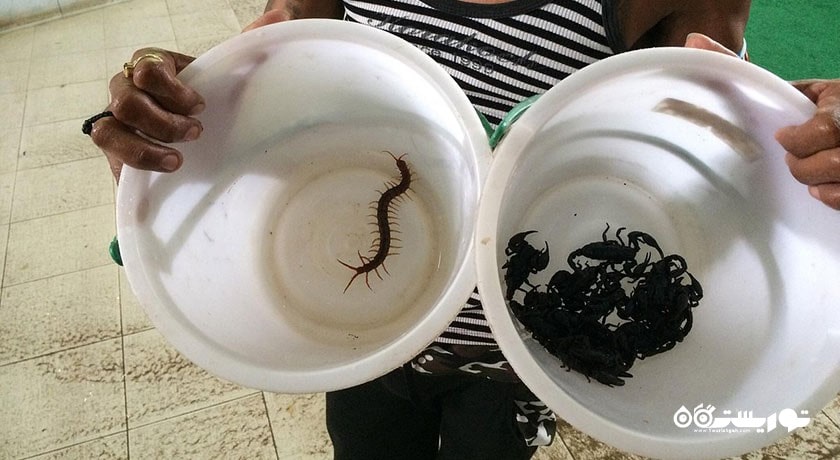  مزرعه مار سامویی شهر تایلند کشور کو سامویی