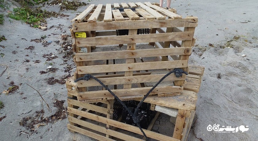 سرگرمی ساحل کاج مرجانی شهر تایلند کشور کو سامویی