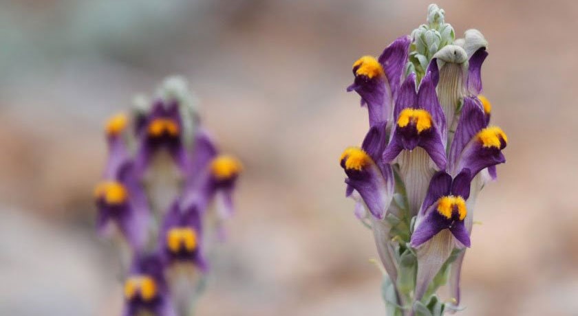  پارک ملی کلاه قاضی شهر اصفهان استان اصفهان