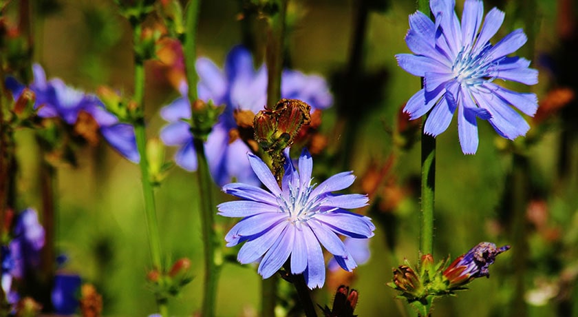  پارک ملی کلاه قاضی شهر اصفهان استان اصفهان