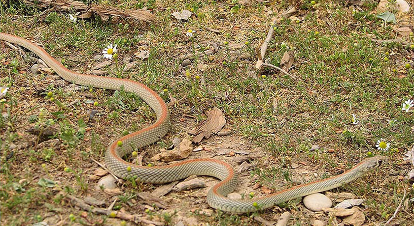  پارک ملی کلاه قاضی شهر اصفهان استان اصفهان