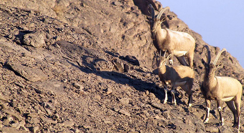  پارک ملی کلاه قاضی شهر اصفهان استان اصفهان