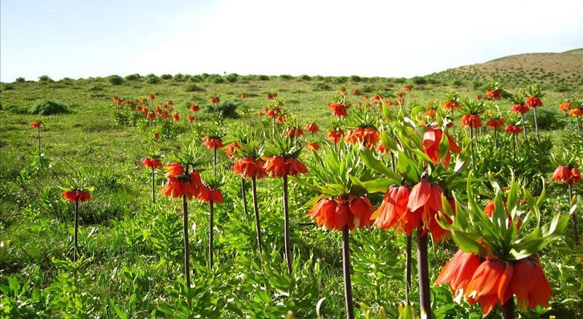  روستا دره بید (فریدن) شهرستان اصفهان استان فریدن