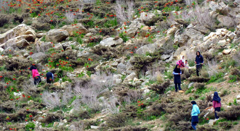  روستا دره بید (فریدن) شهرستان اصفهان استان فریدن