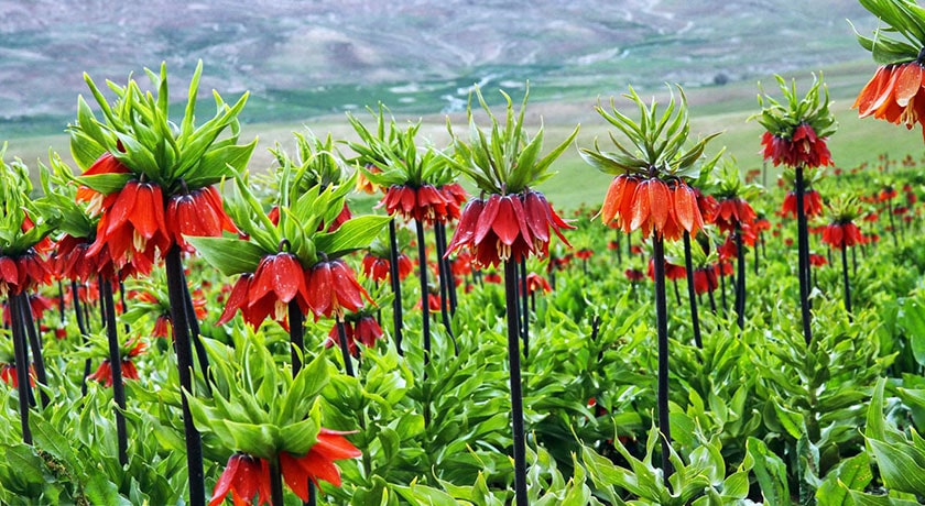  روستا دره بید (فریدن) شهرستان اصفهان استان فریدن