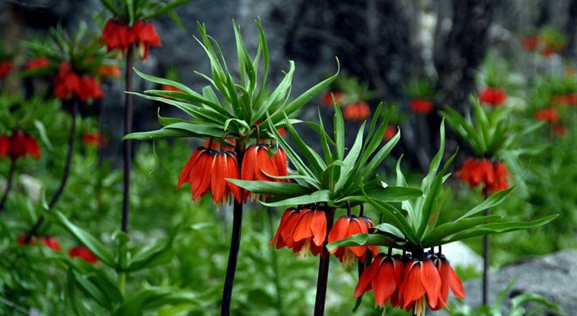  روستا دره بید (فریدن) شهرستان اصفهان استان فریدن