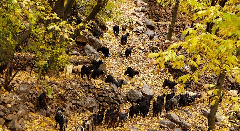روستای دشتک -  شهر فارس