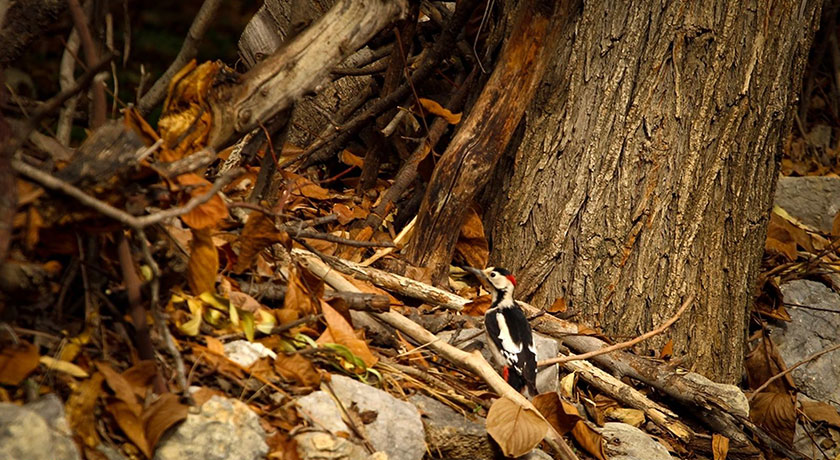 روستای دشتک -  شهر فارس