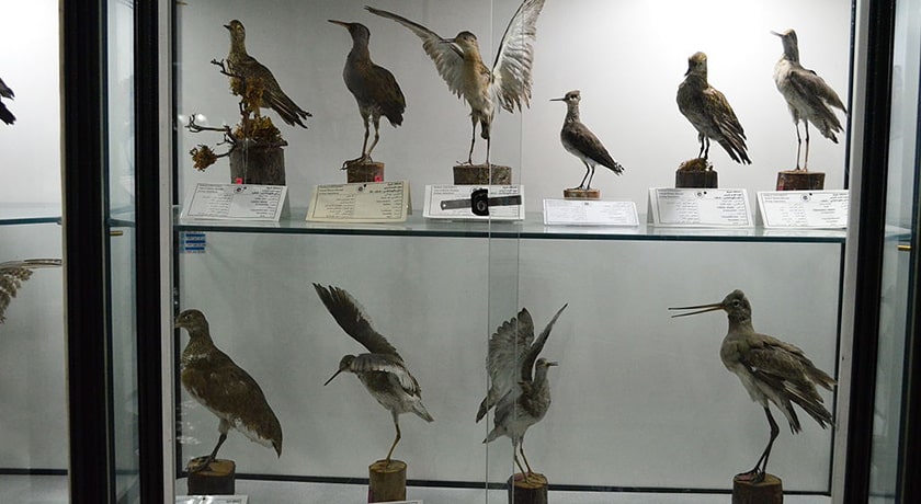 موزه تاریخ طبیعی و تکنولوژی دانشگاه شیراز -  شهر شیراز