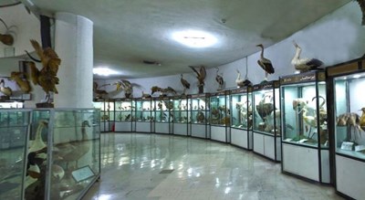 موزه تاریخ طبیعی و تکنولوژی دانشگاه شیراز -  شهر شیراز