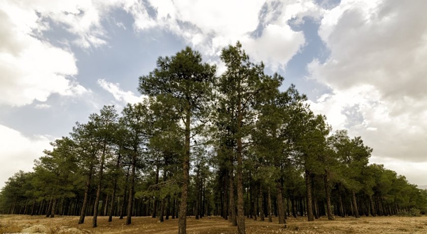  پارک جنگلی پالایشگاه زرقان شهر فارس استان شیراز