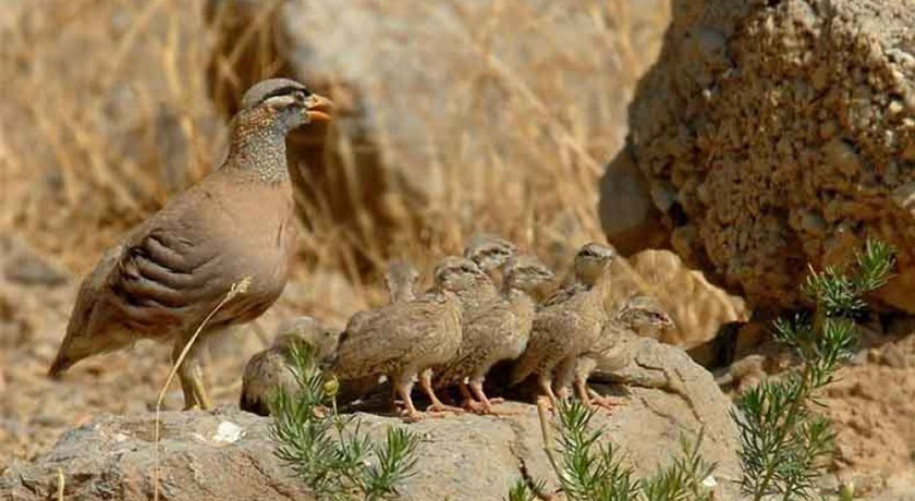 پارک ملی بمو -  شهر شیراز