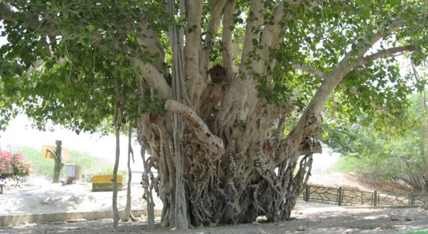 درخت انجیر معابد (درخت لور) -  شهر قشم