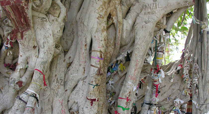  درخت انجیر معابد (درخت لور) شهرستان هرمزگان استان قشم