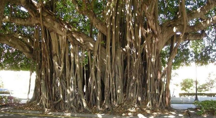 درخت انجیر معابد (درخت لور) -  شهر قشم