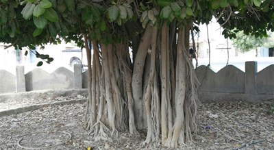 درخت انجیر معابد (درخت لور) -  شهر قشم