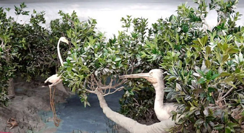 موزه ژئو پارک -  شهر هرمزگان