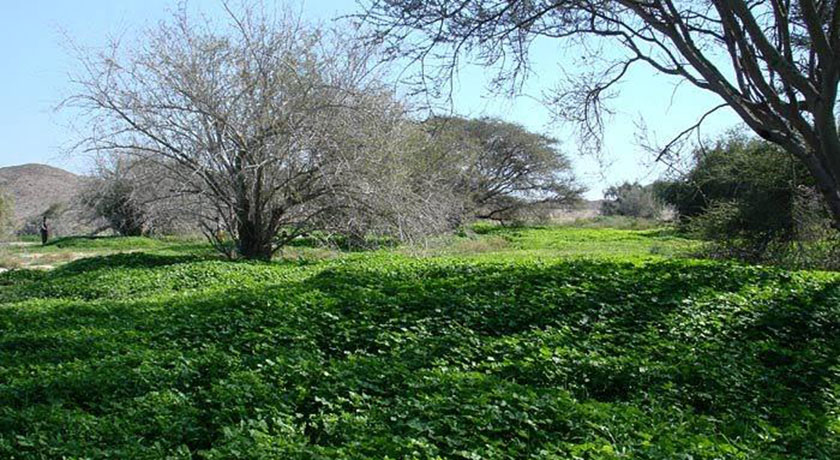  دشت بوخو شهرستان هرمزگان استان قشم