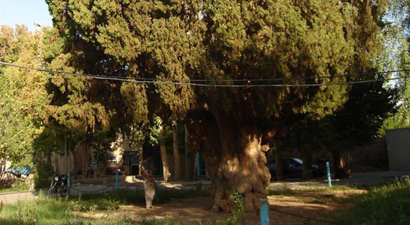  سرو کهنسال مهریز شهرستان یزد استان مهریز