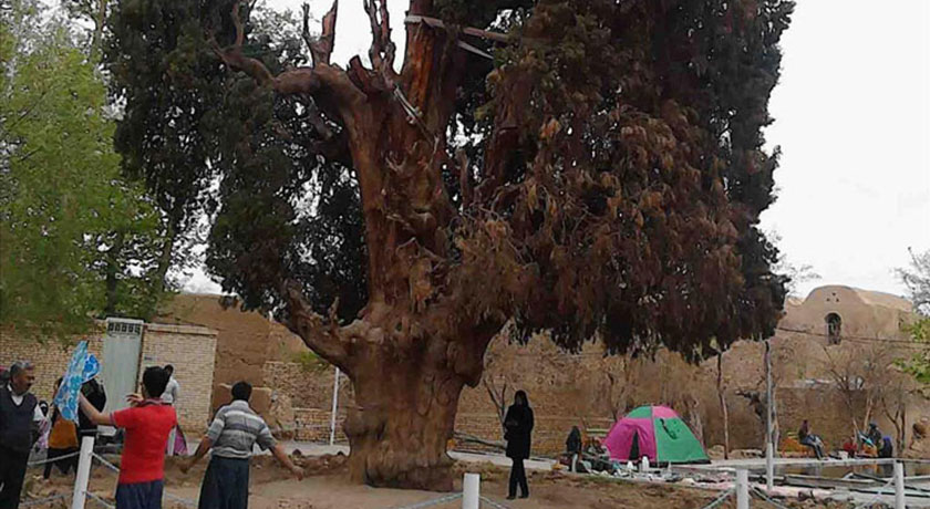  سرو کهنسال مهریز شهرستان یزد استان مهریز