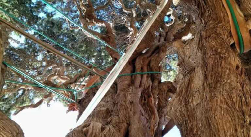 سرو کهنسال مهریز -  شهر یزد