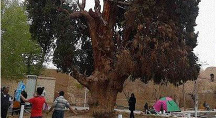  سرو کهنسال مهریز شهرستان یزد استان مهریز