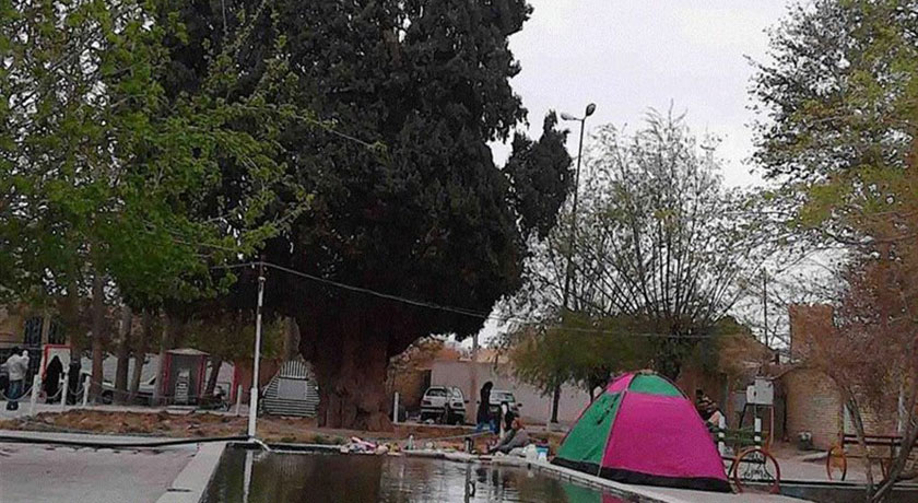  سرو کهنسال مهریز شهرستان یزد استان مهریز