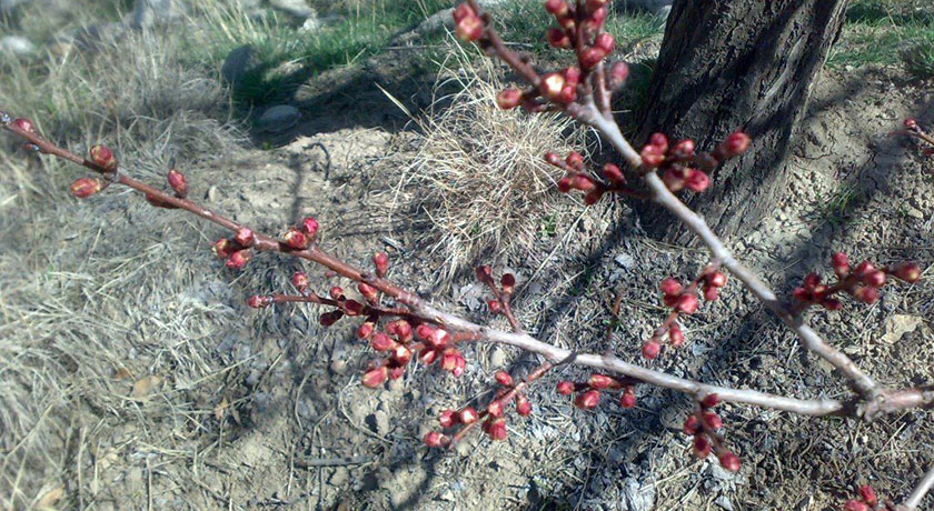  روستا خینه شهرستان اصفهان استان اصفهان