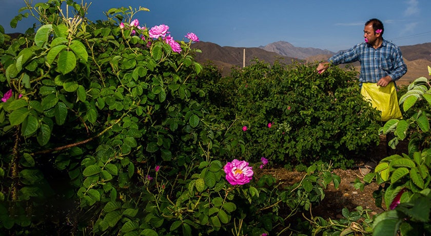 قمصر -  شهر کاشان