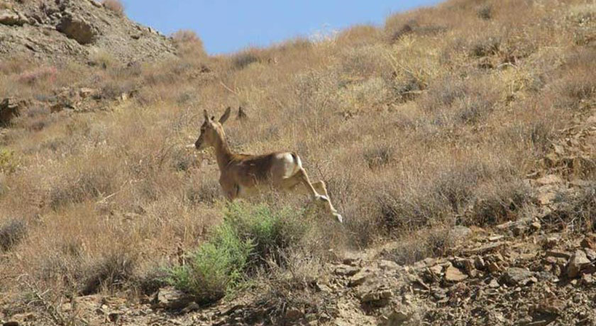  پناهگاه حیات وحش یخاب شهرستان اصفهان استان آران و بیدگل
