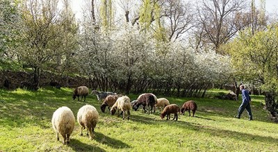 کوچه باغ های خوانسار -  شهر خوانسار