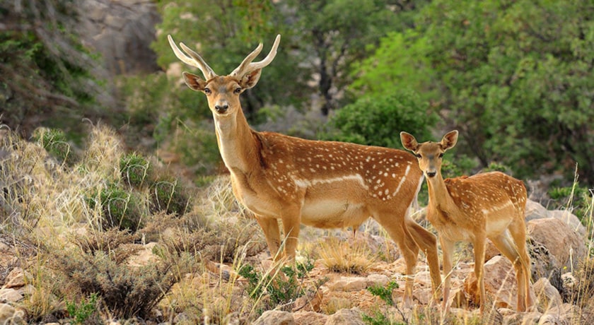 پناهگاه حیات وحش دشت ناز -  شهر ساری