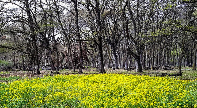 پناهگاه حیات وحش دشت ناز -  شهر ساری
