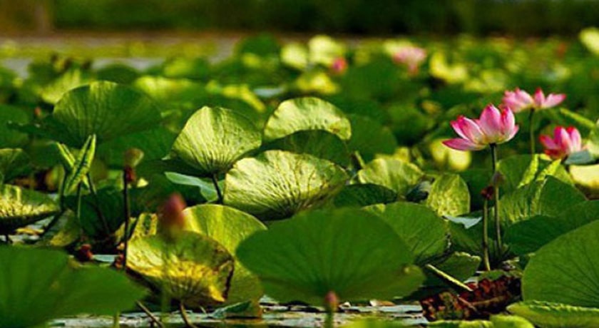  تالاب نیلوفر آبی حمید آباد شهرستان مازندران استان ساری