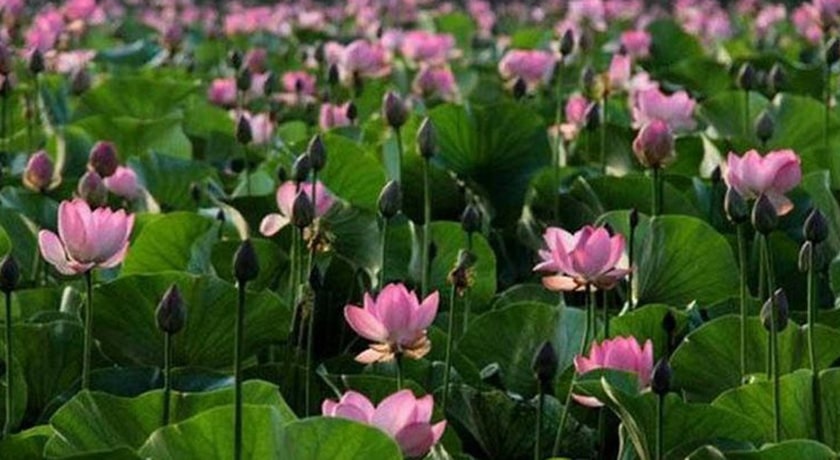  تالاب نیلوفر آبی حمید آباد شهرستان مازندران استان ساری