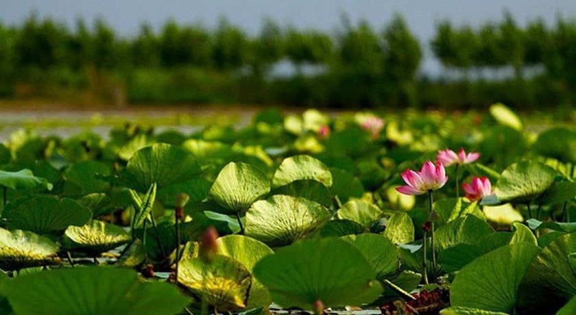  تالاب نیلوفر آبی حمید آباد شهرستان مازندران استان ساری