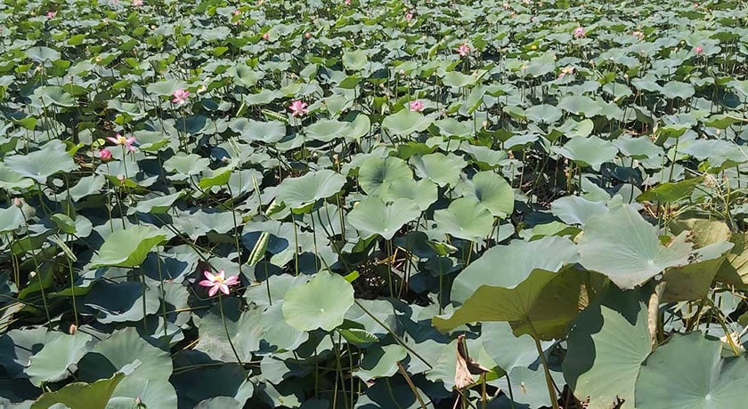  تالاب نیلوفر آبی حمید آباد شهرستان مازندران استان ساری