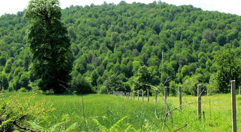 جنگل هزار جریب -  شهر بهشهر