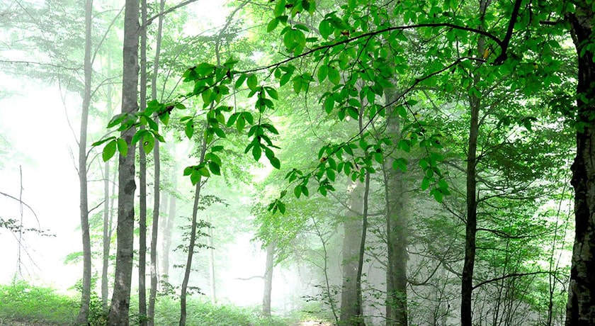 جنگل هزار جریب -  شهر بهشهر