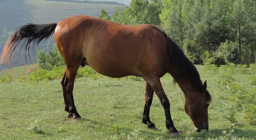 روستای پاجی -  شهر ساری
